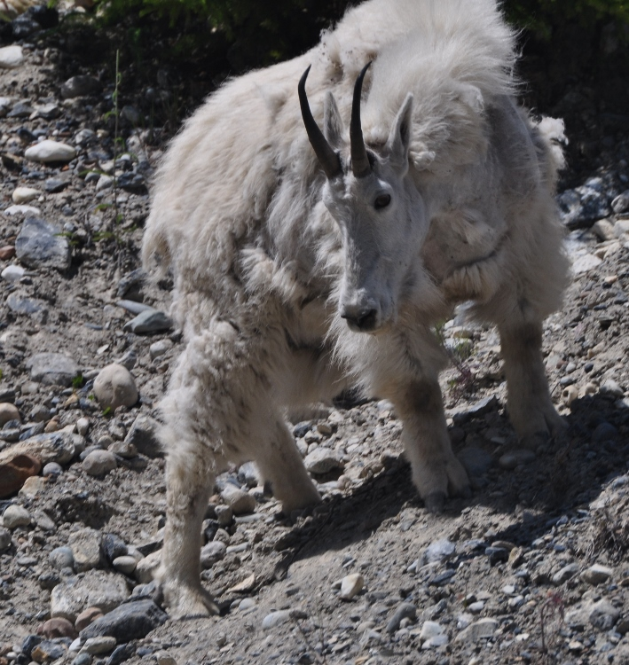 mtn goat